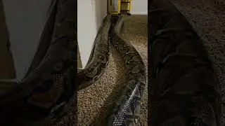 huge reticulated python