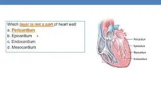 Mock questions from anatomy cardiovascular system
