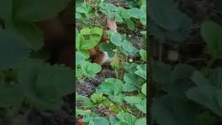 Посетила Белочка :)