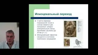 Функциональная анатомия пищеварительного тракта. Введение в спланхнологию