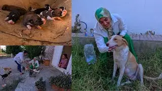 Stray dog ​​mother of 10 puppies came to say thank you to the food server.