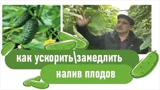 Ускорение \ Замедление налива плодов  