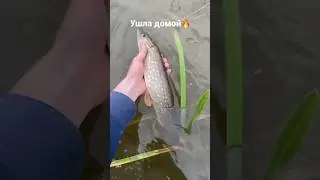 Поймал-отпусти😉