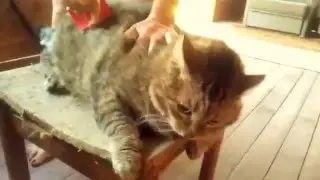 Кот в гневе !!!. [