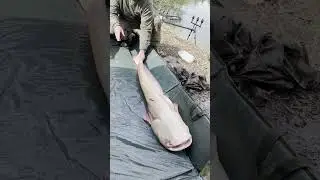 Rare white catfish caught and pictured on the bank #catfishing #bigcatfish #fishing