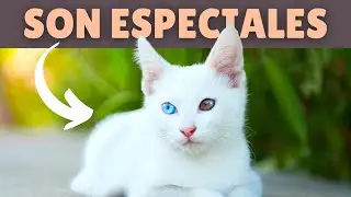 8 DATOS interesantes de los GATOS BLANCOS