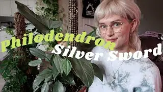 All About My Philodendron Silver Sword/Hastatum + How I Care For It