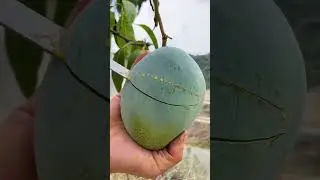 mango cutting😳😍‼️#satisfying #satisfyingvideo #fruitcutting #fruit #cuttingskills