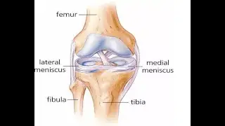 Two Minutes of Anatomy: Medial and Lateral Meniscus