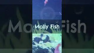 Meet the Molly Fish 🐠