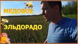 Медовое эльдорадо!