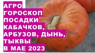 Агрогороскоп посадки кабачков, арбузов, дынь, тыквы в мае 2023 года