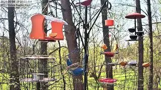 Female Grosbeak