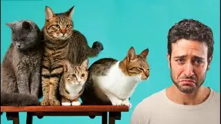 Актёр и КОШКИ 4 «А кто во всём виноват? Конечно – жена и котики!» - вздохнул Мирон