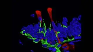 Close Interaction Between Epithelial Cells and Mononuclear Phagocytes in the Epididymis