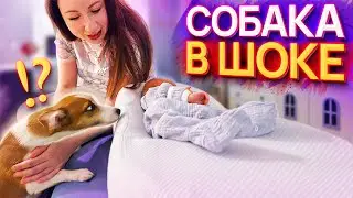 ПЕРВАЯ РЕАКЦИЯ Собаки Джины на Малыша Спарти | Elli Di Pets