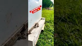 Bees in slow motion🍯🐝 #bee #honey #insect #beekeeping #savethebees #beehive