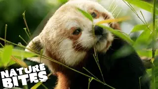 Red Panda Takes a Dangerous Tumble! (Part One) | The Secret Life of the Zoo | Nature Bites