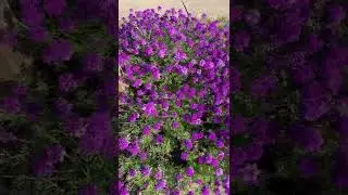 Perennial Verbena