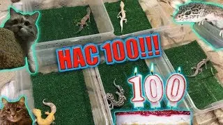 100 ПОДПИСЧИКОВ!!!/ВСЕ НАШИ ЖИВОТНЫЕ/ СТЕНА С ВАШИМИ КОММЕНТАРИЯМИ