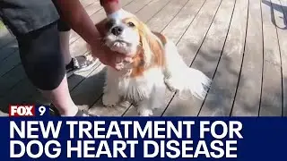 Game-changing treatment for dog heart disease