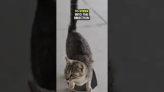 This Cat learned how to Skateboard😲❤️
