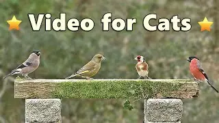 Cat TV for Cats to Watch 🌸 The Cutest Birds You Ever Did See