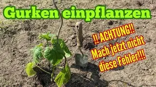 Gurken einpflanzen: Fast ALLE machen jetzt diese FEHLER! Darauf UNBEDINGT achten