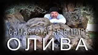 Греция КРИТ ☀️ Самая старая олива в мире 🌴 А потом в горы... 🎥