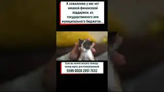 Рядом ползали котята, которые были в беспомощном состоянии #shorts