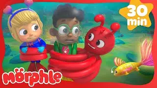 Ocean Adventure: Morphle and the Wishfish | Morphle | Science and Nature Cartoons For Kids