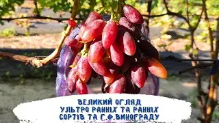 Великий огляд ультро ранніх та ранніх сортів винограду 2024р. Частина перша.