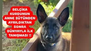 KÖPEĞİNİZİN İLK BANYOSU NASIL OLUR⁉️#belçikakurdu #eyüpdoğan #eydog #malinois #malinoiskrallığı