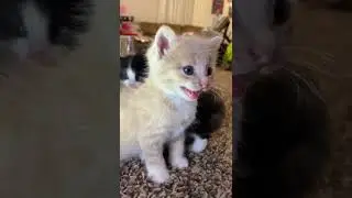 Kitten meows. (Play this to make your cat go crazy)