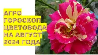 Агрогороскоп цветовода на август 2024 года Florist's agrohoroscope for August 2024