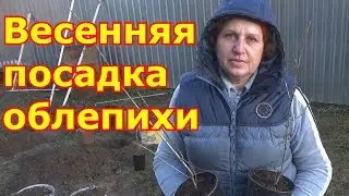 Весенняя посадка облепихи.  Как отличить мужскую облепиху от женской