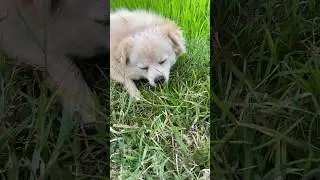 Beautiful dog #shortvideo