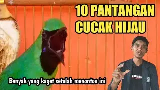 JANGAN PERNAH LAKUKAN KESALAHAN INI PADA CUCAK HIJAU