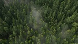 Toma aérea del bosque | Aerial shot of the forest | videos si copyright | without copyright