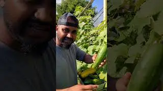 Keep your Cucumber Plants Producing all season ! Harvest Every 4 Days !! #cucumber #viral #trending