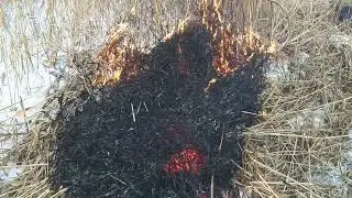 06.12.2021 год жгём камыш на берегу озера в селе Белоногово Куртамышский район Курганская область