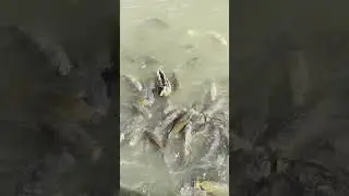Carp feeding frenzy, massive common carp pushing the ducks out the way #carpfishing #fishing #carp