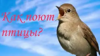 Как поют птицы? Голоса птиц для детей ( с вопросом)