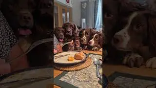 Hungry Spaniels Demand Food