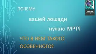 ✅MAXIMA VET: ЗАПИСЫВАЙТЕСЬ на 📌МРТ-диагностику конечностей лошадей!