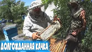 Кориандровый мед самый вкусный  Долгожданная качка Пчеловодство 2021 Пчеловодство для начинающих