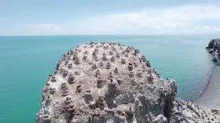 Migratory cormorants return to Qinghai Lake for hatching