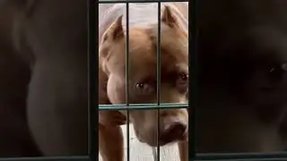 Питбуль монстр Муса #pitbull #питбулидрагонлайф #питбульмуса