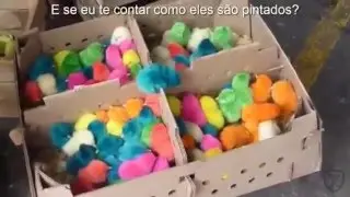 Pintinhos Coloridos São "Lindos"? Antes e Depois.