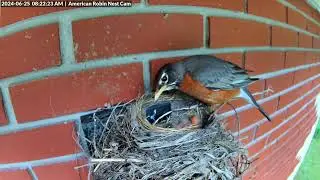 Robin Parents Feed the Nestlings